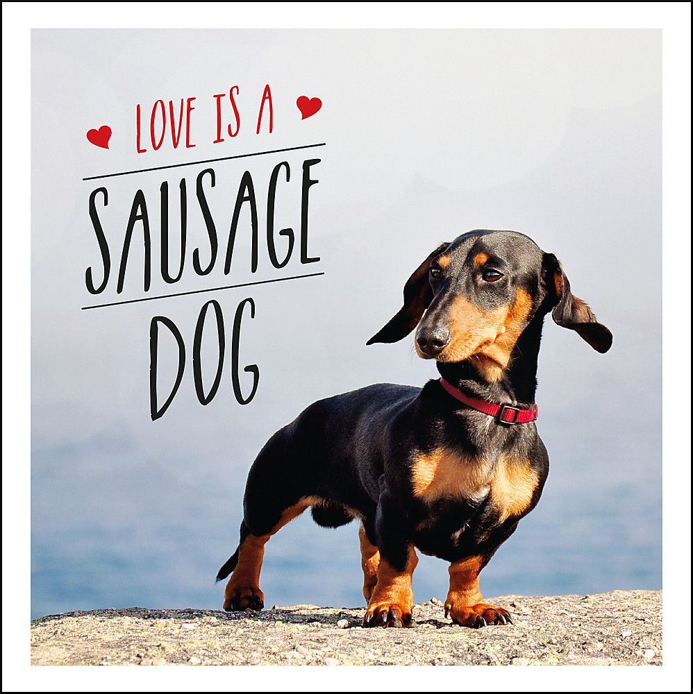 love-is-a-sausage-dog